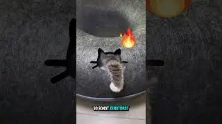 Leg dich nicht mit Katzen an, die in Reifen wohnen