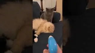 The Last Cat Had a Genius Plan… Almost 😂