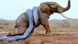 14 CRAZIEST Animal Fights Caught On Camera