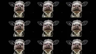15 COW MOO Sound Variations in 60 Seconds | MODIFY EVERYTHING | GIVEAWAYS