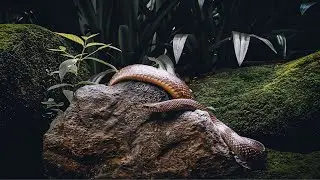 WILD SNAKE at Taipei Zoo