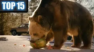 15 Commercials with Bears - Best of all Time  Funny Animals