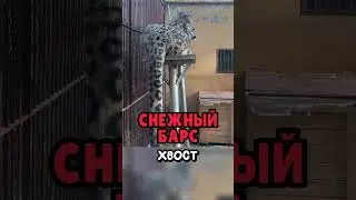 Что животные делают со своими хвостами?