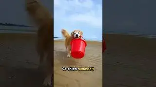 Meilleur chien de tous les temps! ❤️