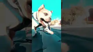 👀 This invention for dogs 😯