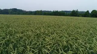 Cornfield Aerial 03 - Free (for commercial use) Footage - 4K