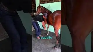 Se fai questo errore il cavallo ti aggredirà😳
