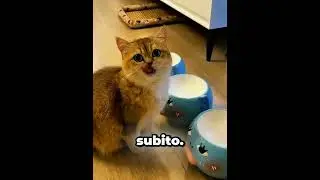 Questo Gatto Pianifica La Fuga Perfetta
