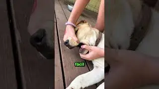 When this girl looked inside the dog's mouth, she noticed something very strange.