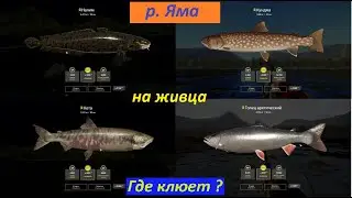 Русская рыбалка 4 / р. Яма / Обитатели р. Яма на живца