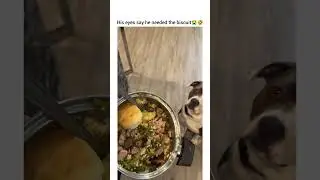 just put my shit down bruh 😂😂 #dogshorts #funny #petshub #pets #petsunited #puppy