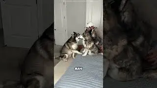 Il achète de faux chiens pour tester ses chiens… #short