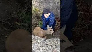 Kind Man Saves Deer Stuck In Concrete Pit