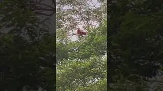 Super Eagle on the tree | Wildlife shooting| 