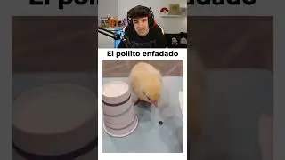 EL POLLITO ENFADADO 🐥