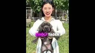 Du musst mich beschützen 🐶🛡️