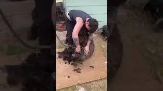 Potato Shaped Sheep Shearing