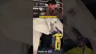 Elefant als Livestream-Attraktion