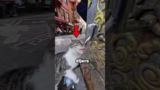 ¿Gatos Más Inteligentes Que Los Perros? 🤯