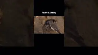 The helpful bird #nature #nationalgeographic #wildanimals #shorts