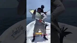 Почему Суши Повара Удаляют Тёмное Мясо Тунца 🍣🐟