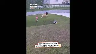 German shepherd saves boy from vicious dog 😳😱