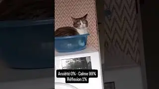 HILARANT ! 🤣 Ce regard qui en dit... long  👀😹 #humour #chat #caats