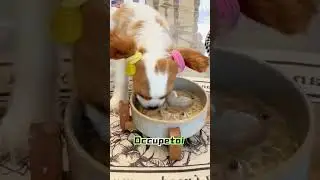 Un petit glouton trop mignon qui ne tient plus en place 🐶🍽️💕