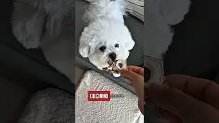 Eu Quase Caí da Janela! 🐶🪟