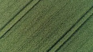 Cornfield Aerial 01 - Free (for commercial use) Footage - 4K