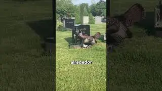 If you see this RITUAL, run! 😨
