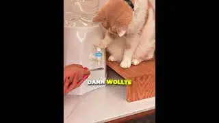 Dieser Kater füllt Gläser perfekt 🐱😳