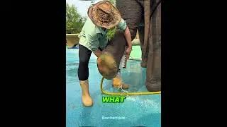 Elephants Need Their Feet WASHED?! 😳
