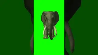 elephant walking green screen background video 