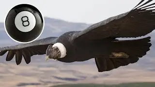 Options Trading - Understanding the Iron Condor with Magic 8-Ball