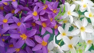 #flowers chenal #patta