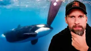 Grund für rätselhafte Orca-Angriffe endlich gefunden?! Robert Marc Lehmann reagiert
