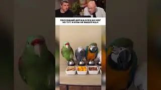 Последний держался как мог 😹