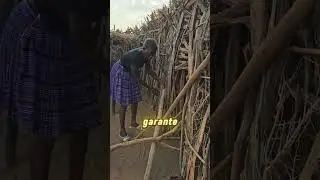 🧠 eles são MUITO INTELIGENTES!