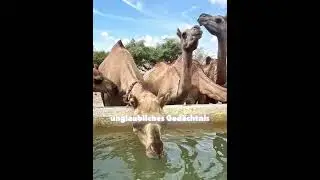 Gib einem Kamel niemals Wasser 🤯