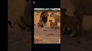 El amor de una madre # #concienciaanimal #leones