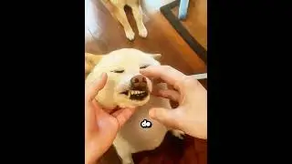 Il voulait savoir à quel chien appartenait cette dent 🐶🦷