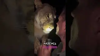 Что делать если столкнулся со львицей? 🙀