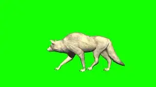 Wolf Looking around green screen video - copyright free green screen free footage 