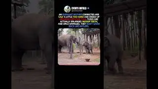 This Elephant Broke Her Own Tusk Correcting Her Calf #animals #shorts