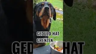 🥚🐶 Frühstück mit Ares: Geduld hat ihre Grenzen 😂