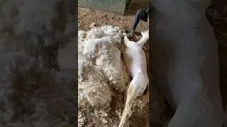 Multiple Year Over-Grown Alpaca Shorn