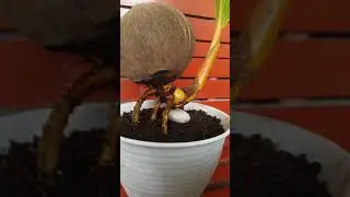 BONSAI KELAPA NUNGGING
