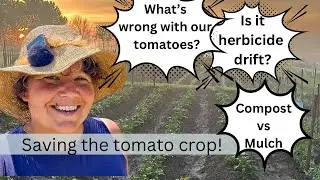 My Tomatoes Are Sick! How we are helping them recover!!