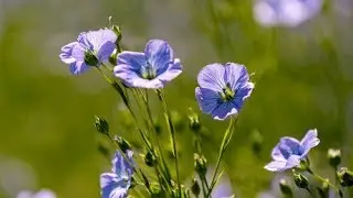 Le Lin en Fleur - Blooming flax - Vlas in bloei